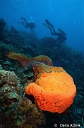 Agelas-clathrodes Eponge caoutchouc ambiance-Bonaire South Bay-18m-20180218-Denis-ADER-DSC_6470_tn